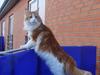 Maine Coon Cazzandra