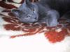 Russian Blue Qive *død* 