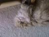 Perser molly