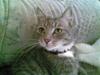Blanding af racer Cleopatra *R.I.P* [ Himmelkat]