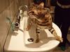 Bengal Felix R.I.P.