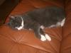 Blanding af racer Tom RIP 31-03-08