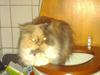 Perser Amanda