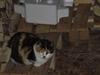 Blanding af racer Katten i haven (Missemor) [Tidl. kat]