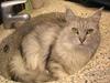 Maine Coon Twinkle  R.I.P