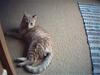 Huskat Oliver