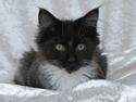 Maine Coon DK Azizam´s Vitani