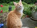 Maine Coon Kicki - Rest in love