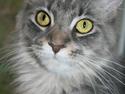 Maine Coon DK Dalibro's Stardust