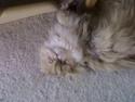 Perser molly