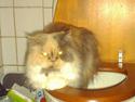 Perser Amanda