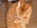 Blanding af racer Garfield