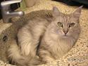 Maine Coon Twinkle  R.I.P