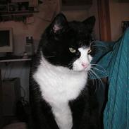 Huskat Oliver <3 hvil i fred :-*