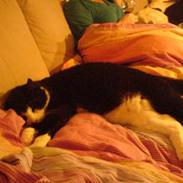 Huskat Oliver <3 hvil i fred :-*