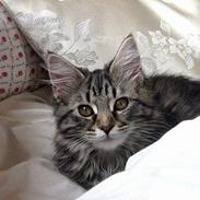 Maine Coon Mulle