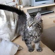 Maine Coon Mulle