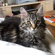 Maine Coon Mulle