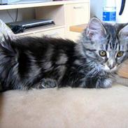 Maine Coon Mulle