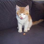 Blanding af racer kessler