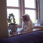 Blanding af racer kessler