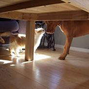 Blanding af racer kessler