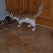 Blanding af racer kessler