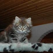 Maine Coon Axis mundi hambus 