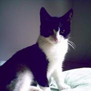 Blanding af racer Mitzy