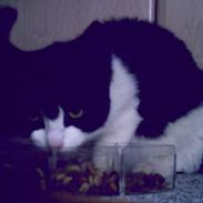 Blanding af racer Mitzy