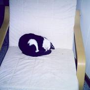 Blanding af racer Mitzy