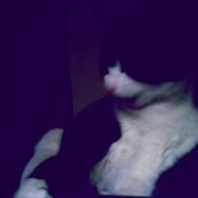 Blanding af racer Mitzy