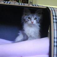 Maine Coon Kila (DØD)