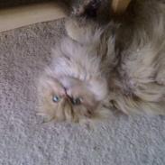 Perser molly
