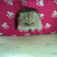 Perser molly