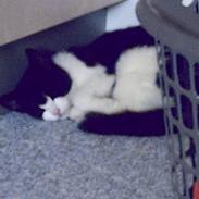 Blanding af racer Mitzy