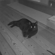 Huskat Møffe