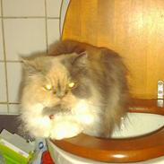 Perser Amanda