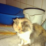 Perser Amanda