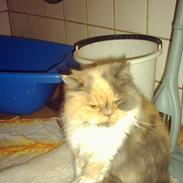 Perser Amanda