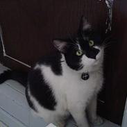 Blanding af racer Myggen