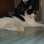 Blanding af racer Myggen