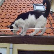 Blanding af racer Myggen