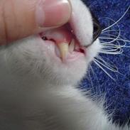 Blanding af racer Myggen