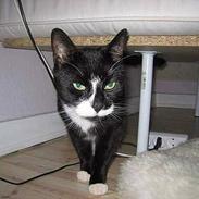 Blanding af racer Lucky <3