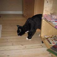 Blanding af racer Lucky <3