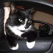 Blanding af racer Lucky <3