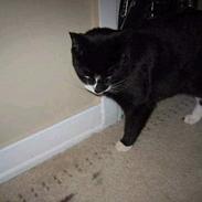 Blanding af racer Lucky <3