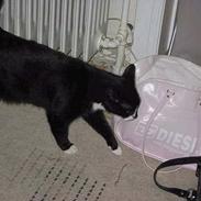 Blanding af racer Lucky <3