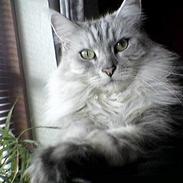 Maine Coon Twinkle  R.I.P